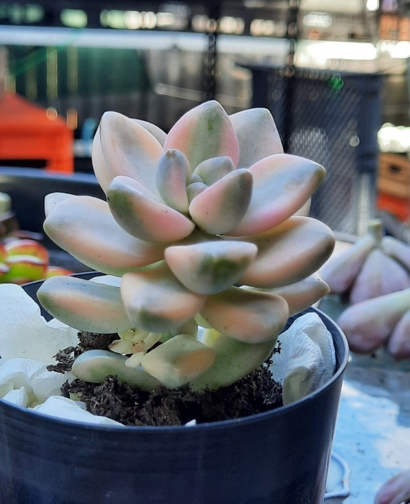 Graptopetalum Paraguayense ssp. Bernalense variegata 美杏锦 Claire Shop Succulents