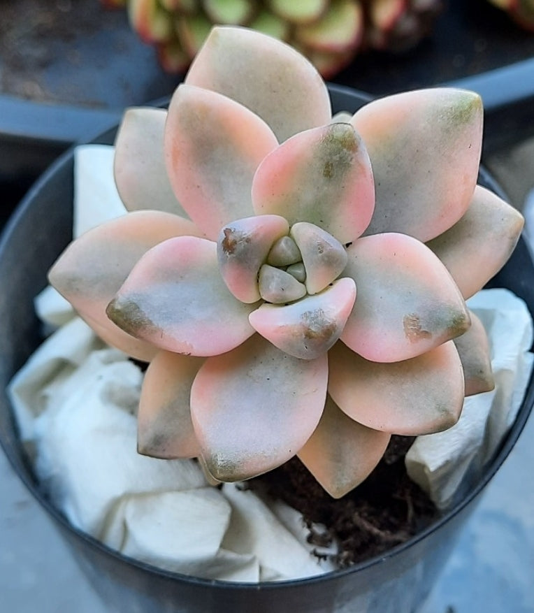 Graptopetalum Paraguayense ssp. Bernalense variegata 美杏锦 Claire Shop Succulents