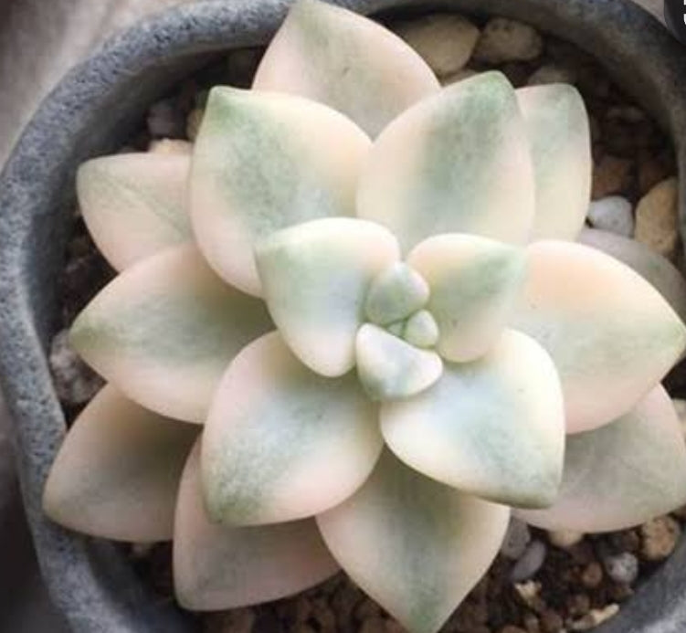 Graptopetalum Paraguayense ssp. Bernalense variegata 美杏锦 Claire Shop Succulents