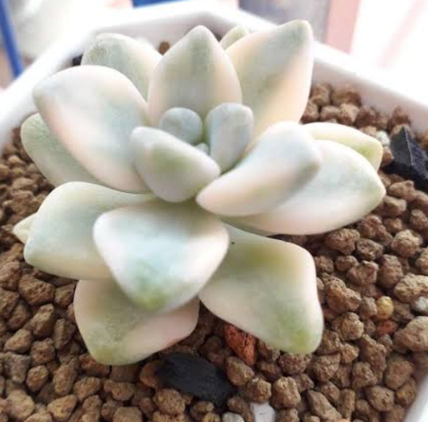 Graptopetalum Paraguayense ssp. Bernalense variegata 美杏锦 Claire Shop Succulents