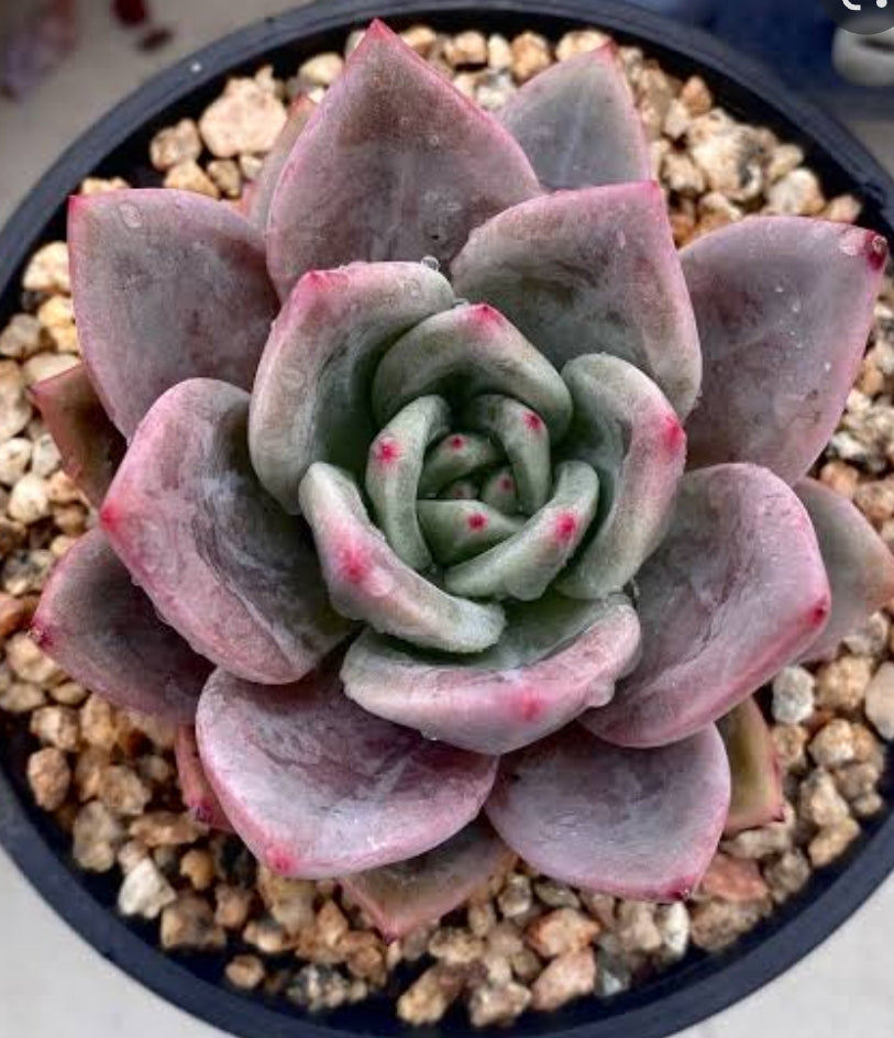 Echeveria purple Champagne 紫香 Claire Shop Australis Succulents