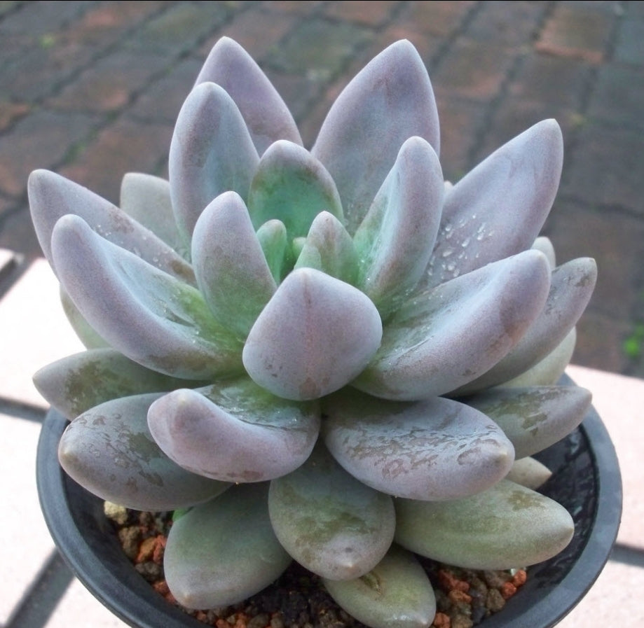 Sedeveria Blue mist ブルーミスト 紫麗殿 Claire Shop Australia Succulents