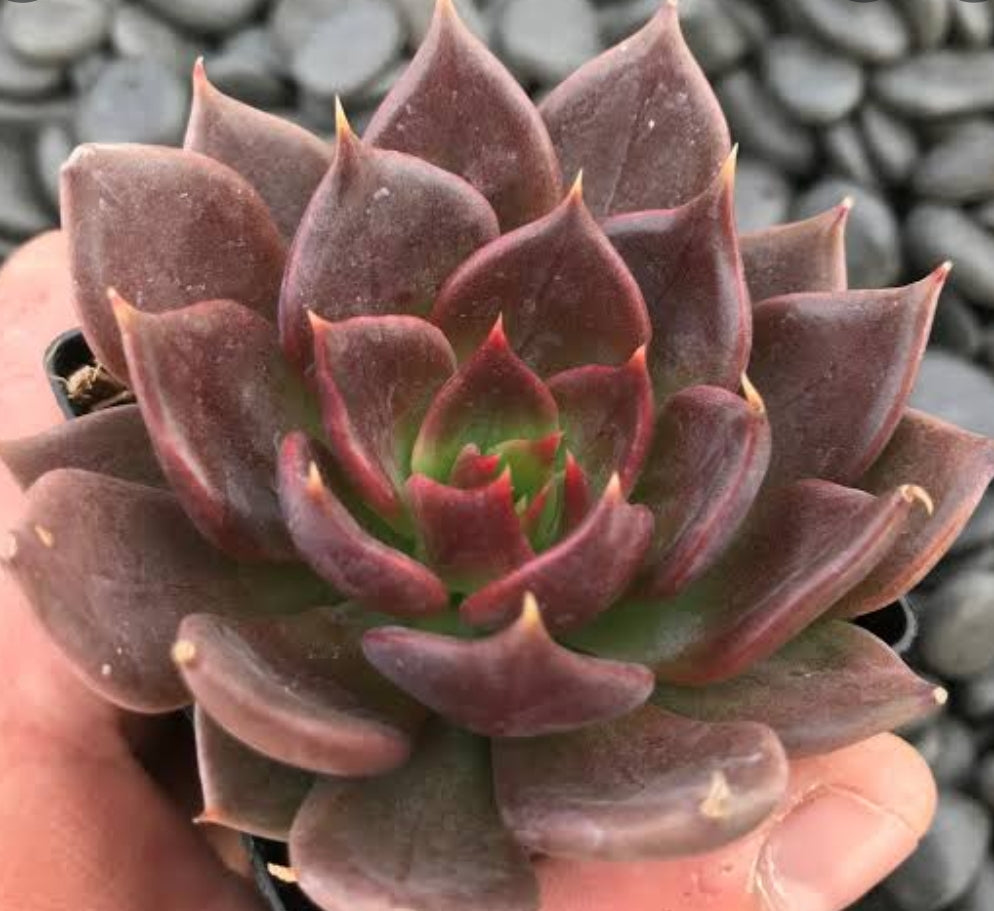 Echeveria Black Prince ブラックプリンセス 黑王子 Claire Shop Australia Succulents