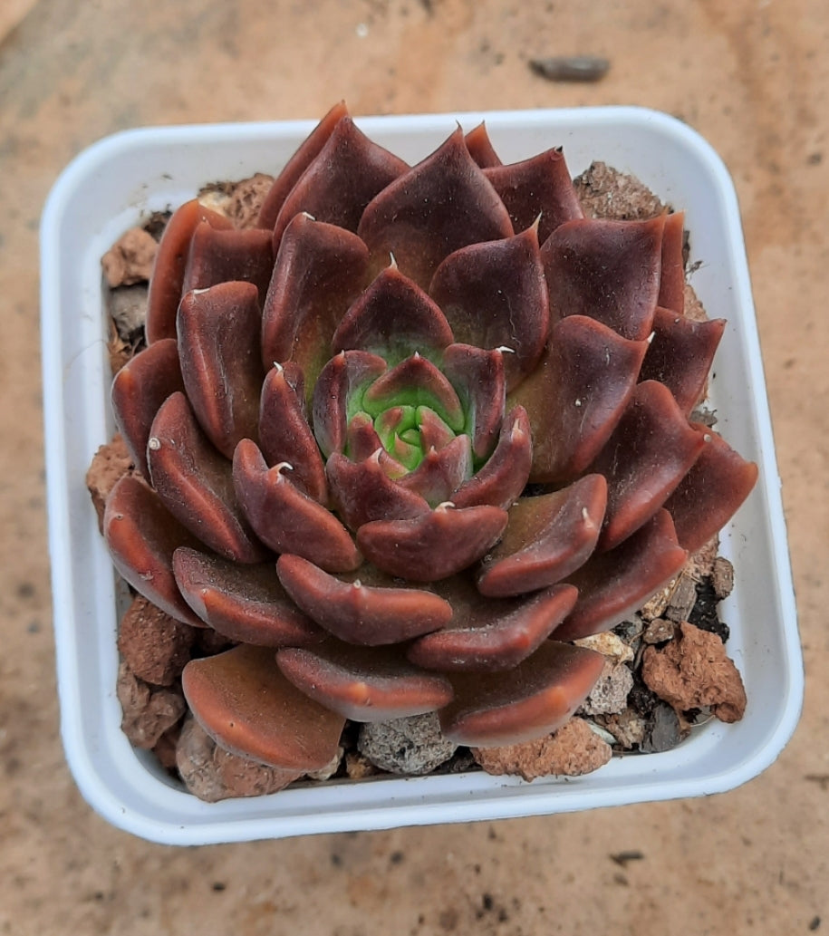 Echeveria Black Prince ブラックプリンセス 黑王子 Claire Shop Australia Succulents