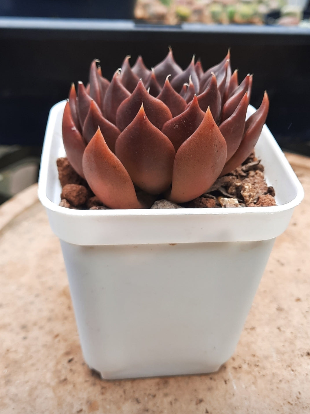 Echeveria Black Prince ブラックプリンセス 黑王子 Claire Shop Australia Succulents