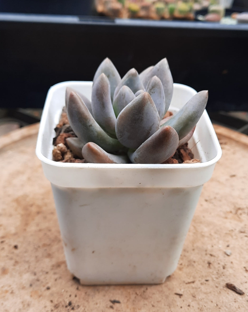 Sedeveria Blue mist ブルーミスト 紫麗殿 Claire Shop Australia Succulents