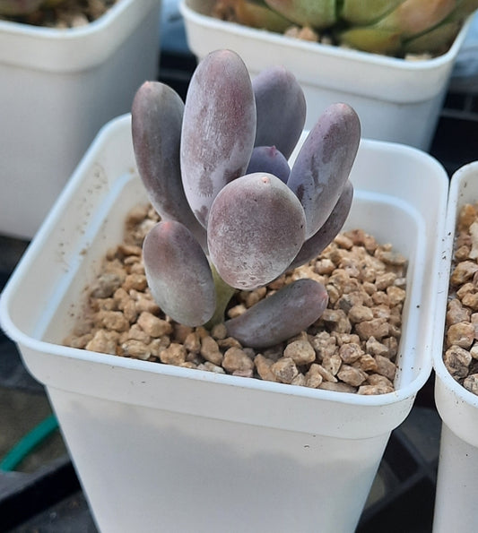 Pachyphytum glutinicaule グルチニカウレ稻田姬 Claire Shop Australis Succulents