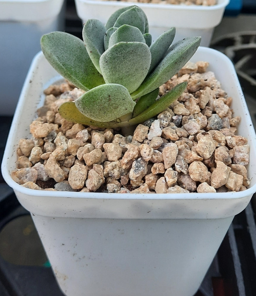 Crassula fallwood クラッスラ属 方刀 Claire Shop Australia Succulents