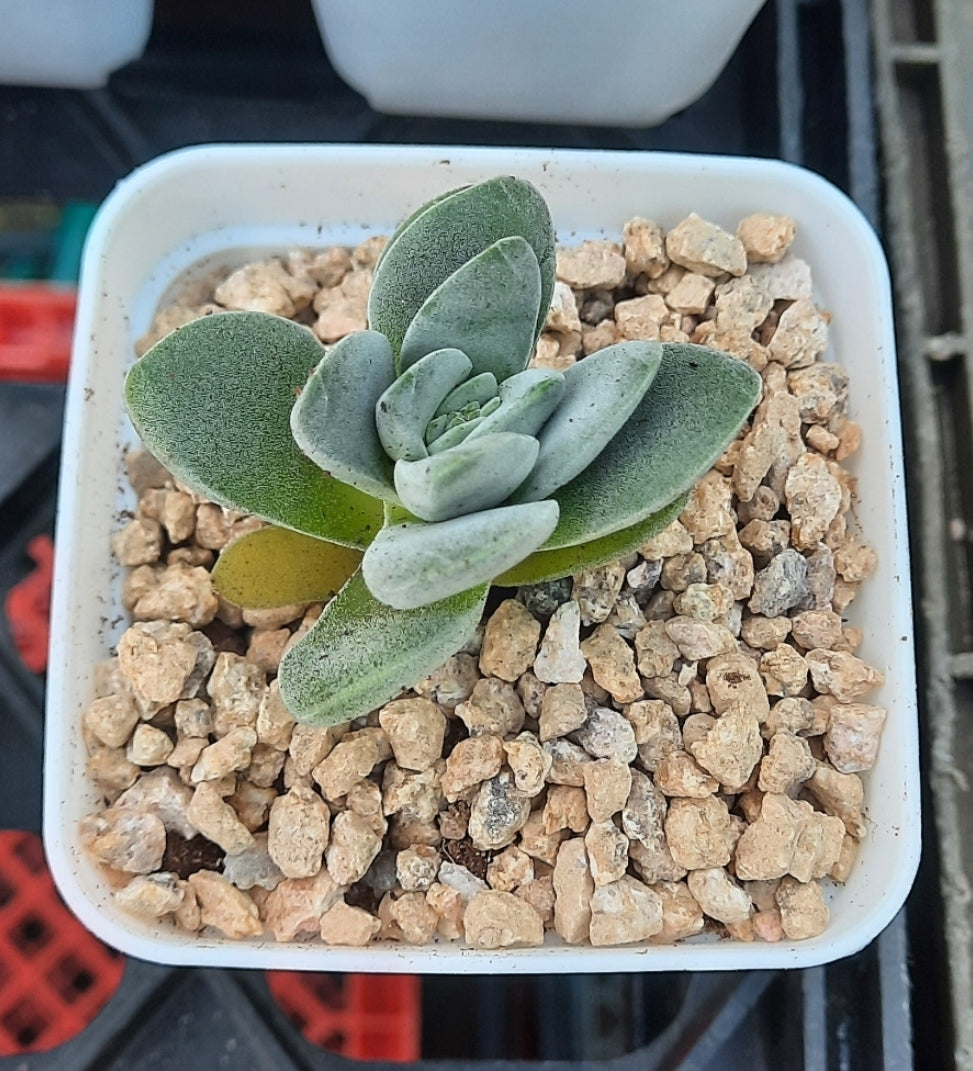 Crassula fallwood クラッスラ属 方刀 Claire Shop Australia Succulents