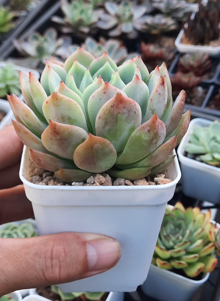 Echeveria Elation Tippy ティッピー 蒂比 (Claire Shop Australia Succulents