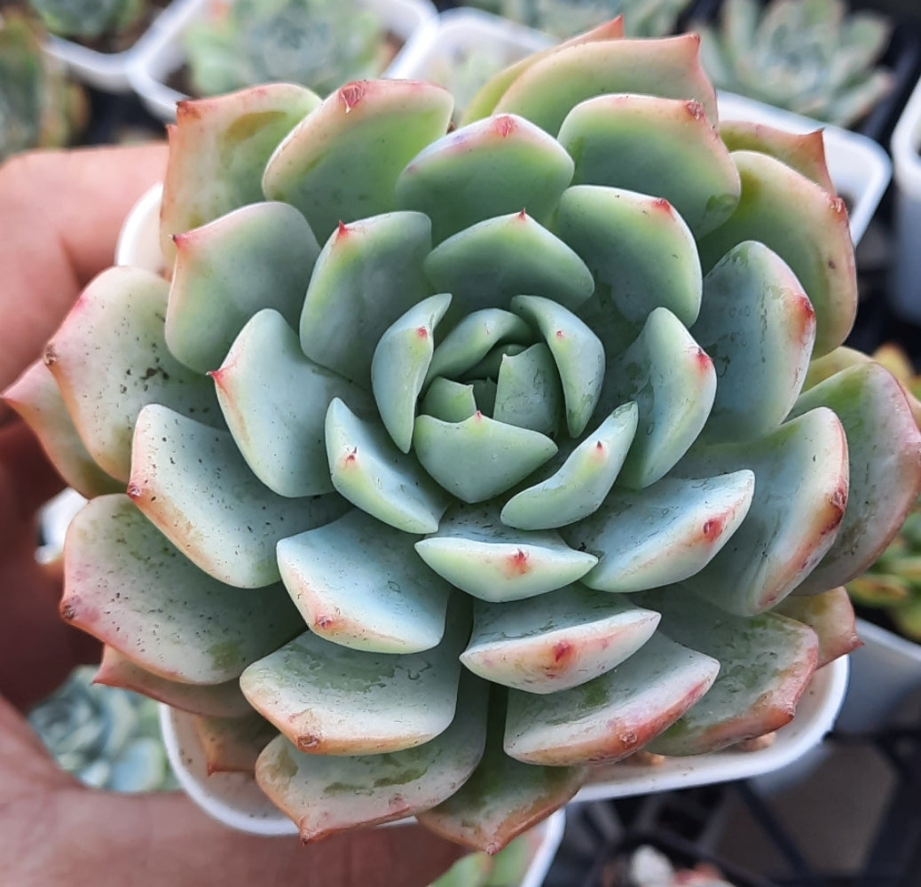 Echeveria Elation Tippy ティッピー 蒂比 (Claire Shop Australia Succulents