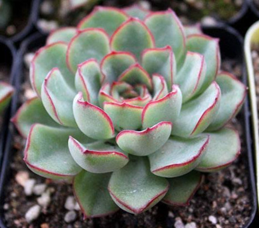 Echeveria pulidonis  花うらら 花月夜 Claire Shop Australis Succulents