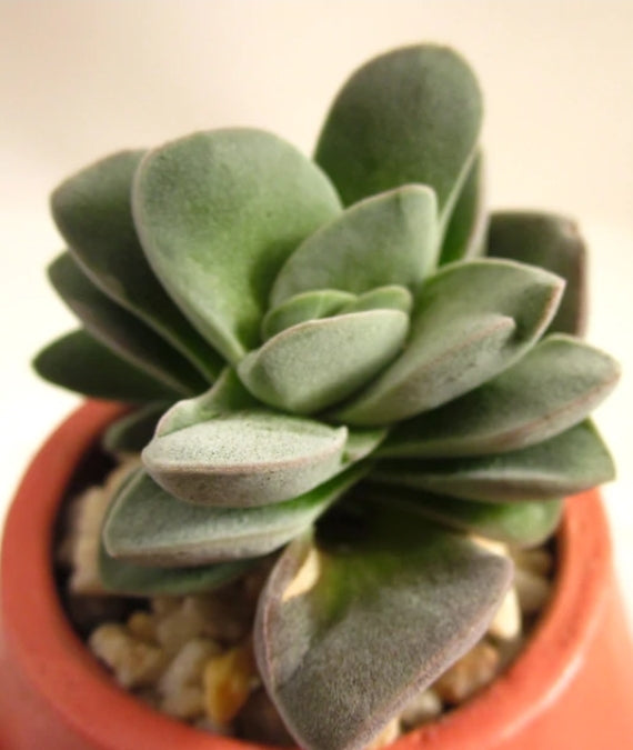 Crassula fallwood クラッスラ属 方刀 Claire Shop Australia Succulents