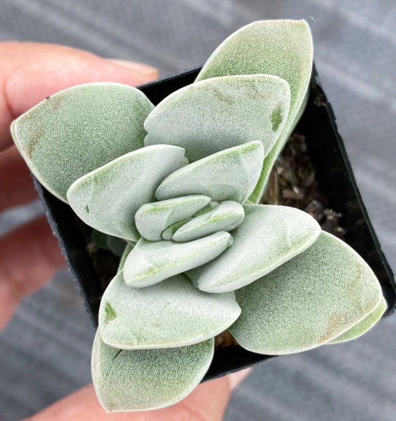 Crassula fallwood クラッスラ属 方刀 Claire Shop Australia Succulents