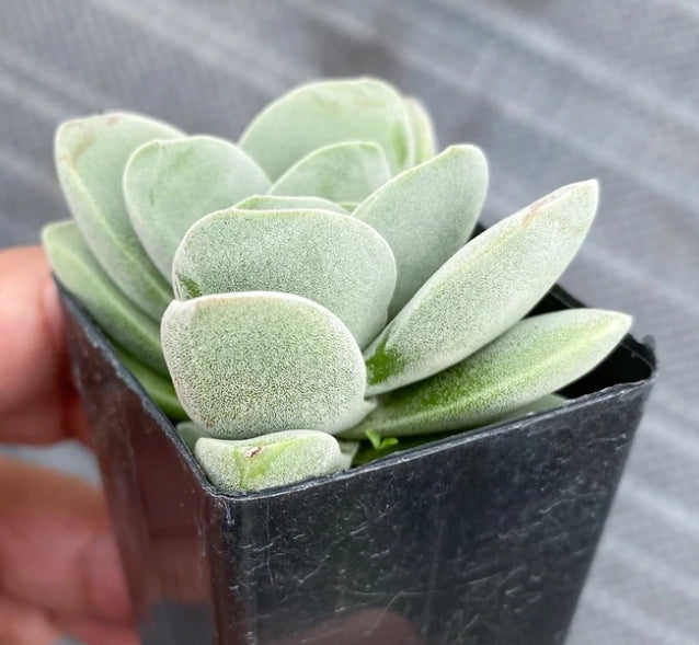 Crassula fallwood クラッスラ属 方刀 Claire Shop Australia Succulents