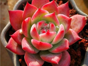 Echeveria Honey pink  ハニーピンク 紅顏密語 (Claire Shop Australis Succulents