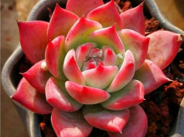 Echeveria Honey pink  ハニーピンク 紅顏密語 (Claire Shop Australis Succulents