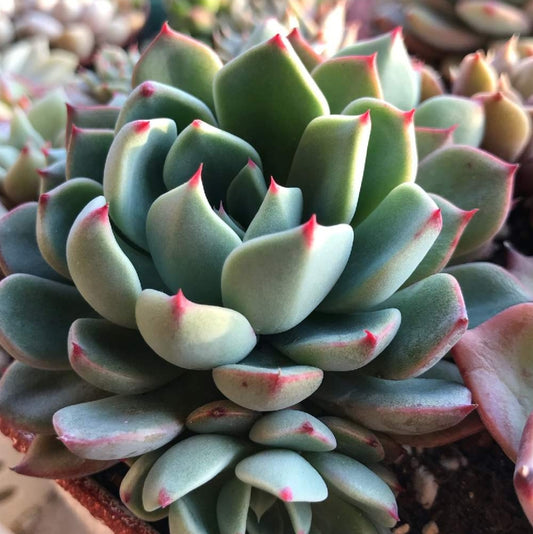 Echeveria Shichifuku-bini (나나후크미니) 七福美尼 Claire Shop Australis Succulents