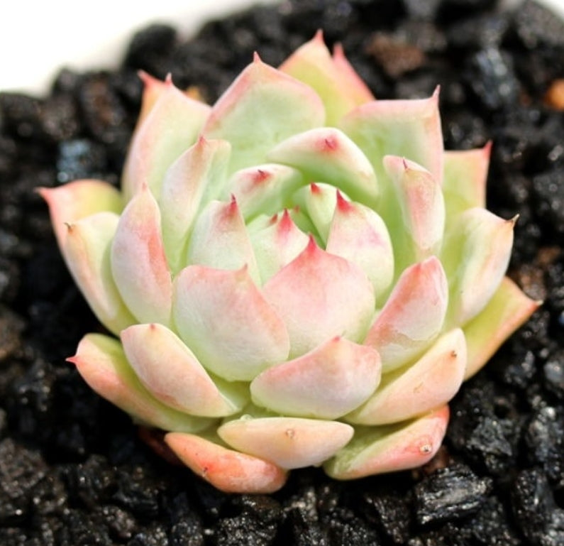 Echeveria Elation Tippy ティッピー 蒂比 (Claire Shop Australia Succulents