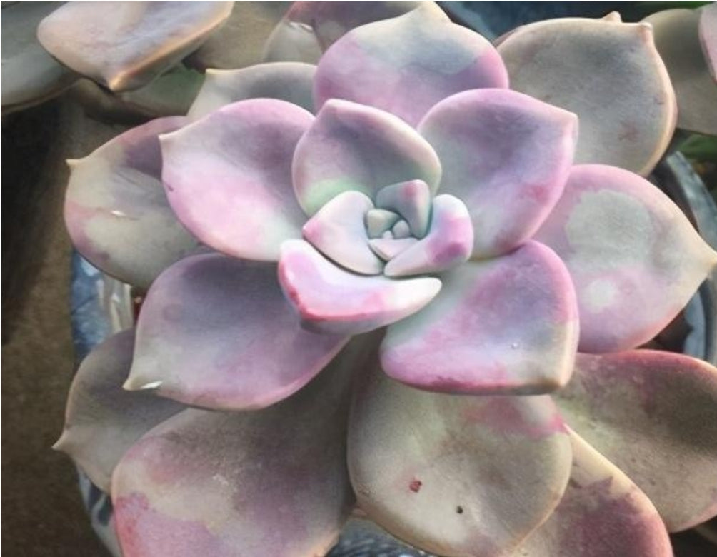 Sale。Graptoveria purple delight パープルディライト 紫樂(Claire Shop Australia Succulents)