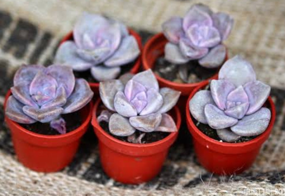 Sale。Graptoveria purple delight パープルディライト 紫樂(Claire Shop Australia Succulents)