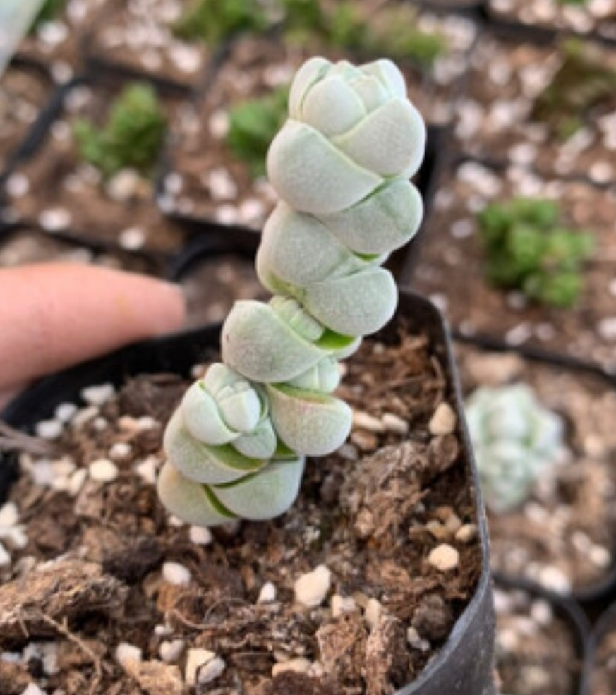 Crassula arta 竜宮城 玉雉兒 (claire shop Succulents)