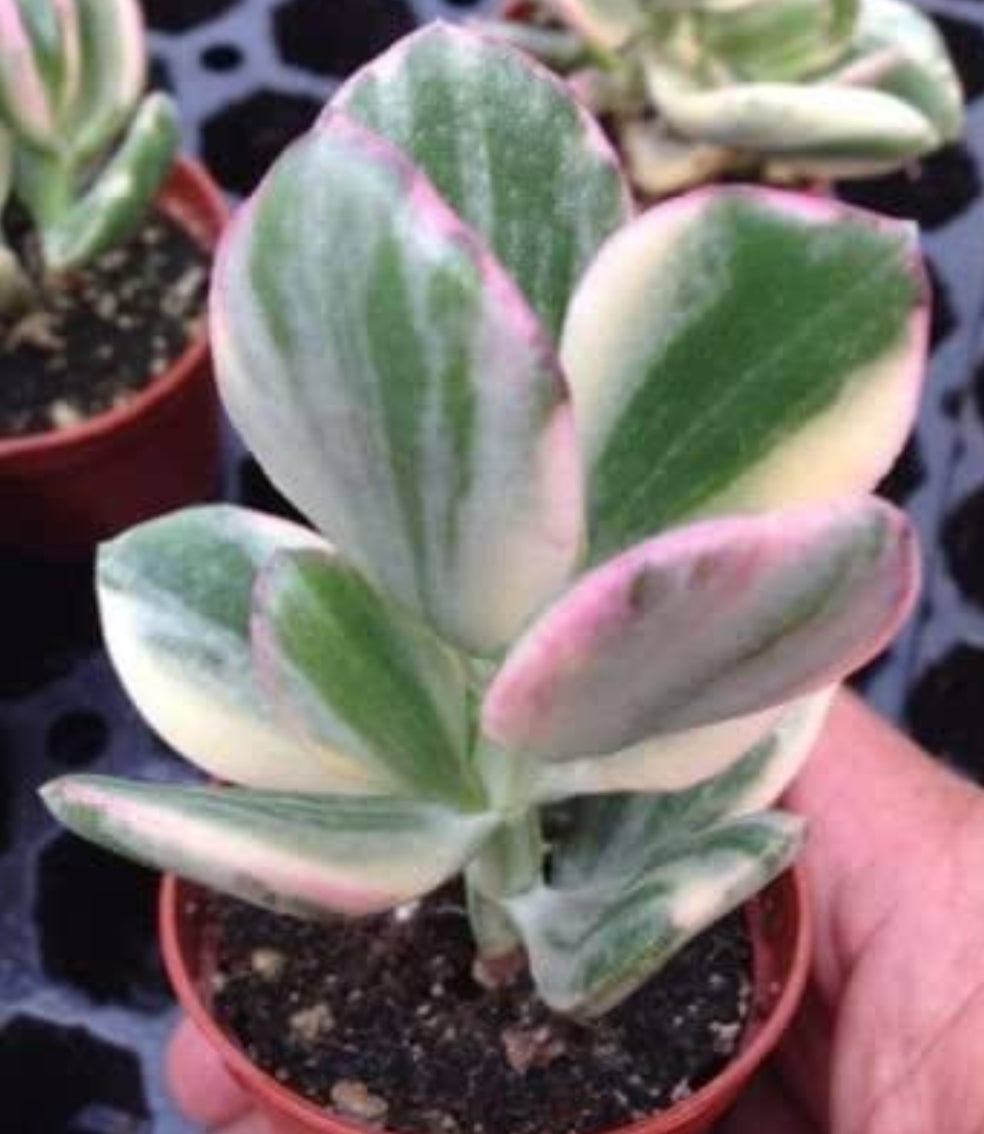 Crassula ovata variegata (Hummel's Sunset) (small Roots)哈爾默日落 (Claire Shop Australia Succulents)