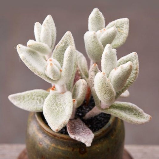 Kalanchoe eriophylla 'Snow White Panda セピア 福耳兔 Claire Shop Succulents