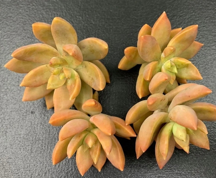 Sedum pat's pink セダム属 布丁 (Claire Shop Australia Succulents)