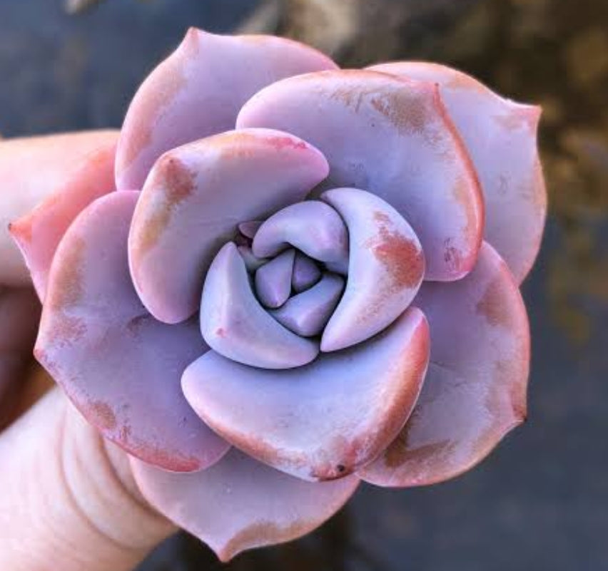 Graptoveria Mrs Richards / Gypsy ) Korean 理查德夫人/吉普赛女郎 (Claire shop succulents Australia) Australis Succulents