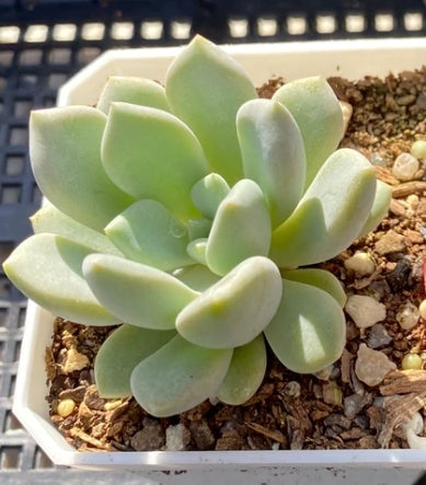 Graptoveria Orange Sherbet オレンジシャーベット 橙子露 Claire Shop Australis Succulents