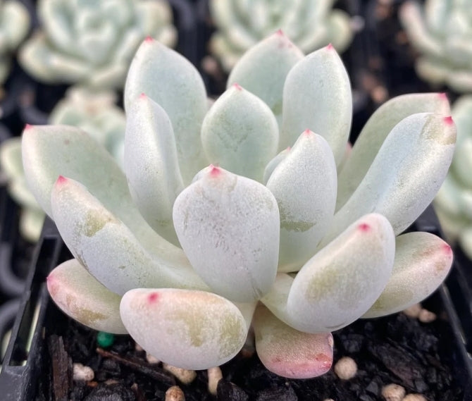 Graptoveria Orange Sherbet オレンジシャーベット 橙子露 Claire Shop Australis Succulents