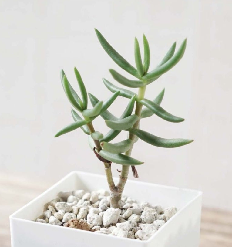 Crassula tetragona
テトラゴナ 桶葉菊 / 桃源鄉 (Claire Shop Australia Succulents)