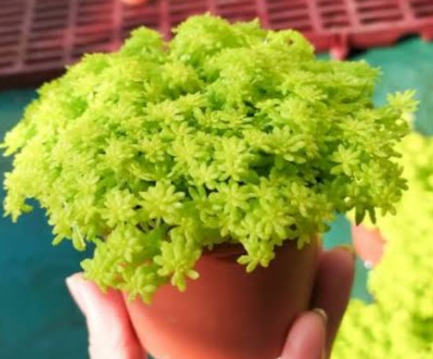 Sedum Tokyo Sun メノマンネングサ 黃金萬年草 Claire Shop Australia Succulents