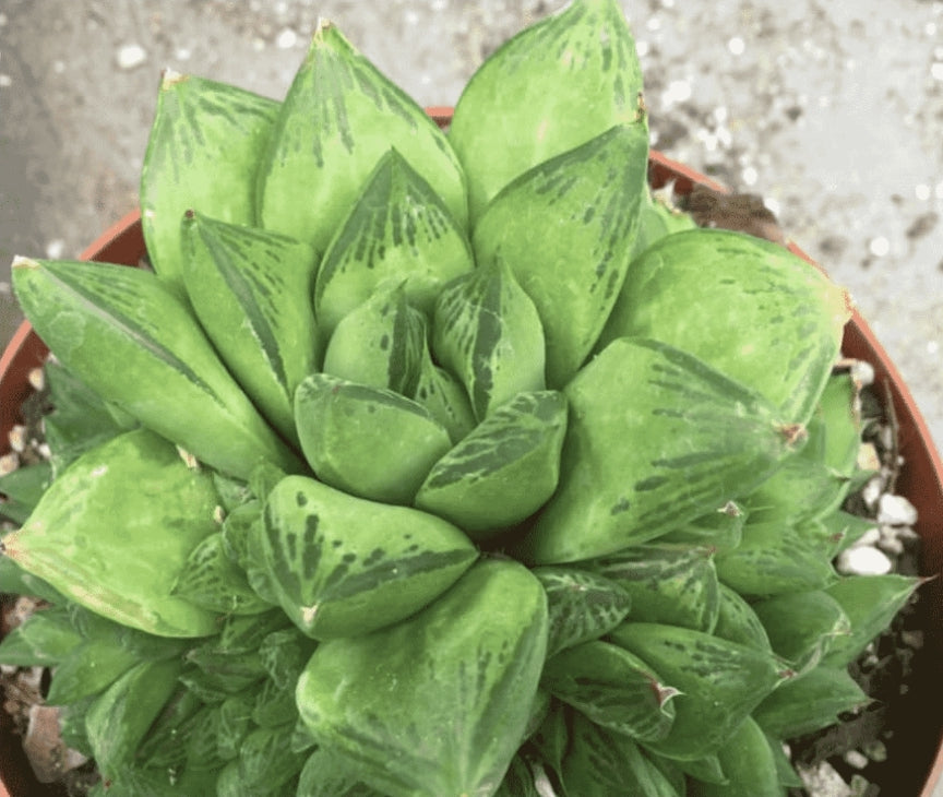 Haworthia Cuspidata ‘Star Window Plant’ 寶之壽 Claire Shop Australia Succulents