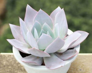 Echeveria Cante カンテ 凱特 (廣寒宮) Claire Shop Australia Succulents