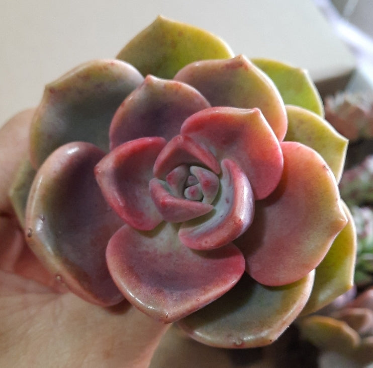 Graptoveria Mrs Richards / Gypsy ) Korean 理查德夫人/吉普赛女郎 (Claire shop succulents Australia) Australis Succulents