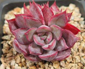 Echeveria Dark Ice ダークアイス 暗冰 Claire Shop Australia Succulents