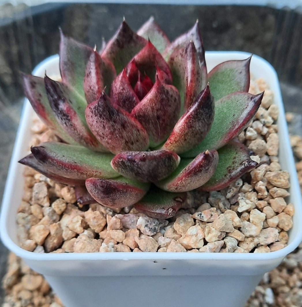 Echeveria Bloody Maria ブラッドマリア 血斑瑪麗 Claire Shop Australia Succulents