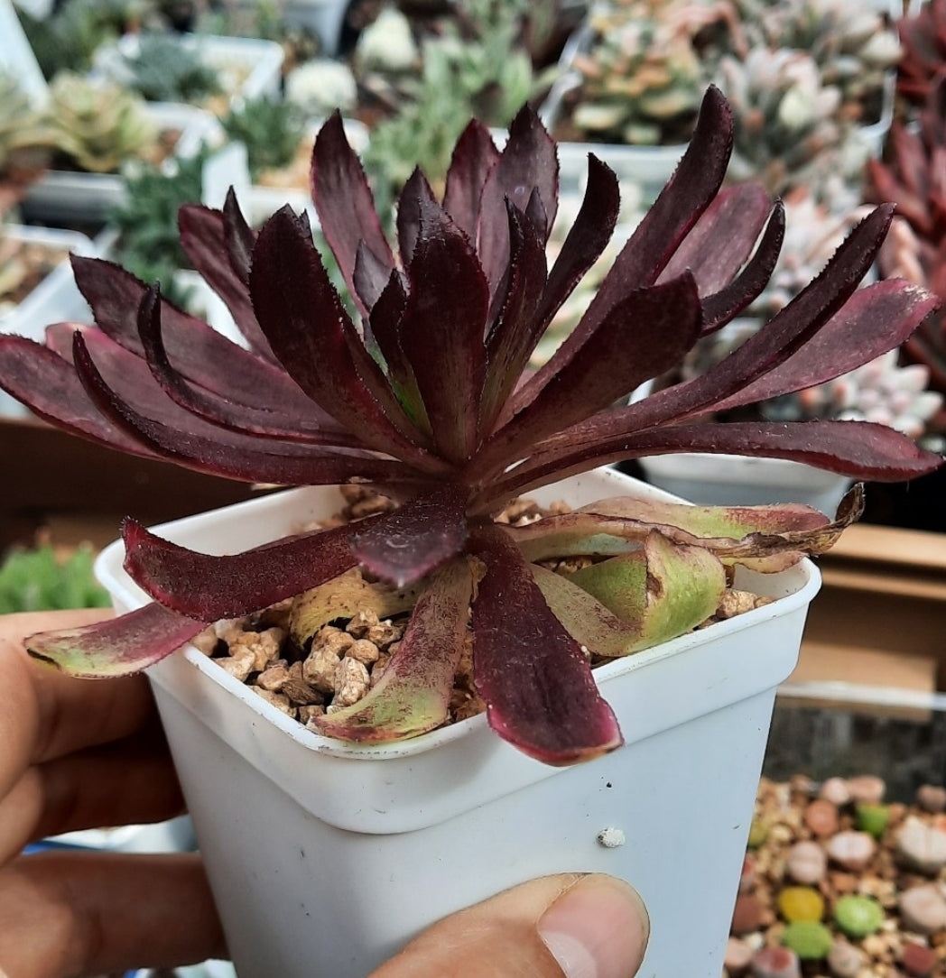 Aeonium 'Mardi Grasマルディグラ 紅覆輪法師 Claire Shop Australia Succulents