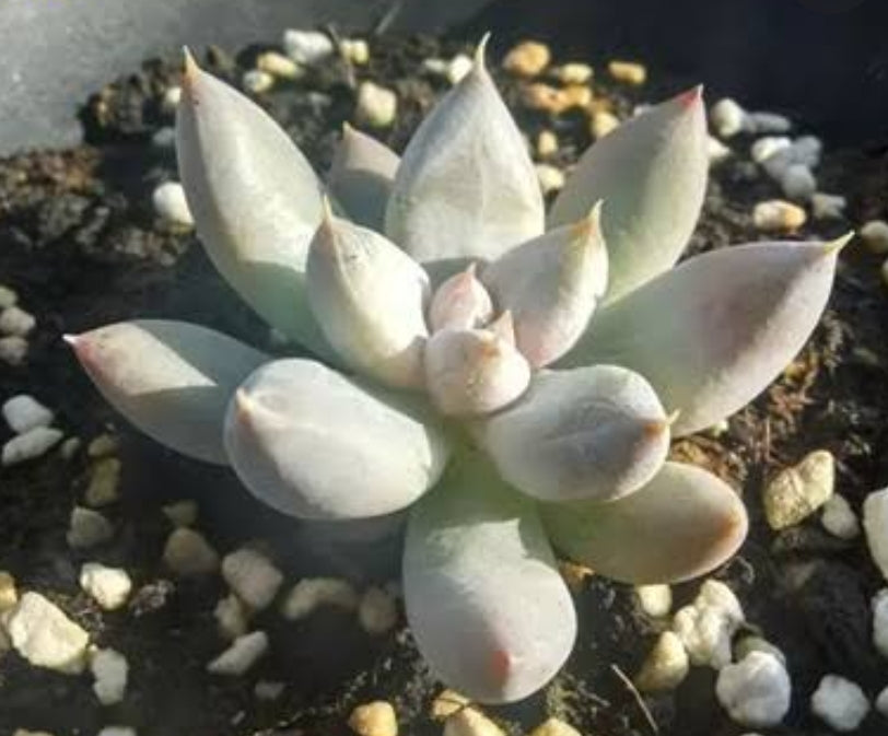 Echeveria tolimanensis トリマネンシス
杜里萬 Claire Shop Succulents