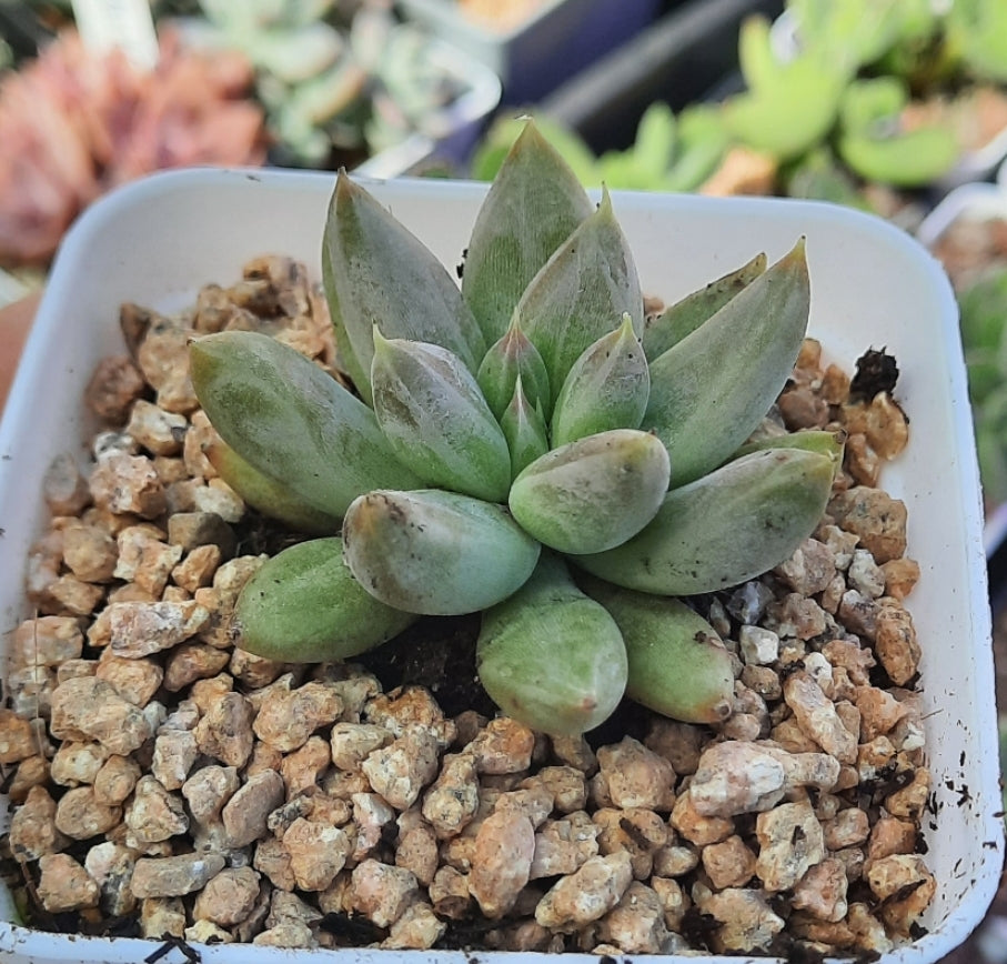 Echeveria tolimanensis トリマネンシス
杜里萬 Claire Shop Succulents