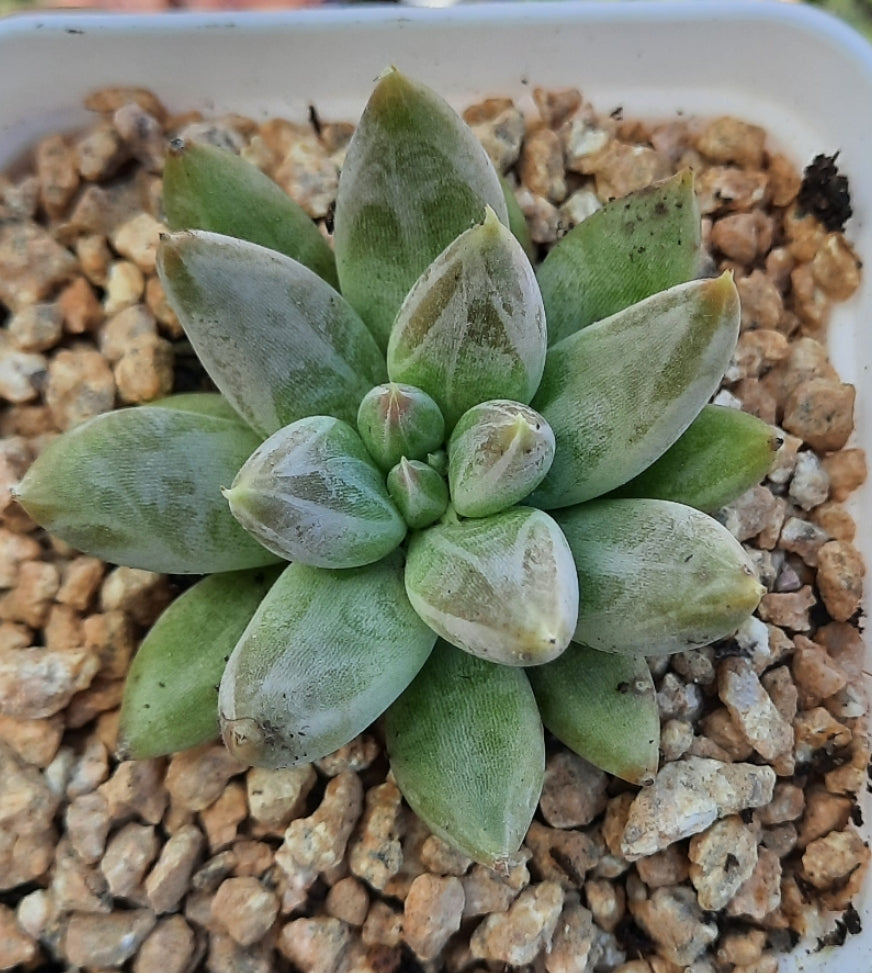 Echeveria tolimanensis トリマネンシス
杜里萬 Claire Shop Succulents