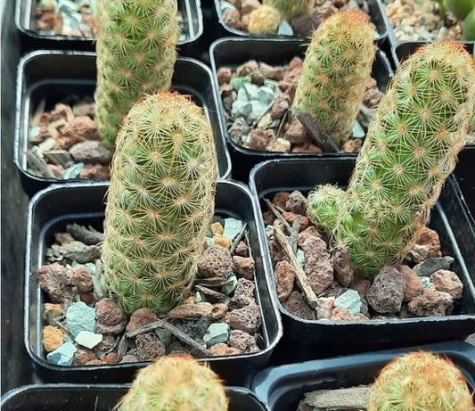 Cactus, Mammillaria Elongata 金手指 (Claire Shop Australia Succulents)