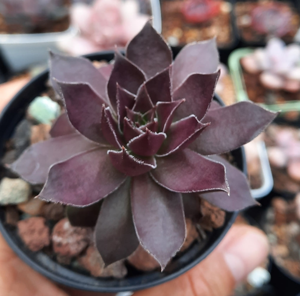 Sempervivum Chocolate Kiss センペルビブム属  巧克力親吻 (Claire Shop Australia Succulents