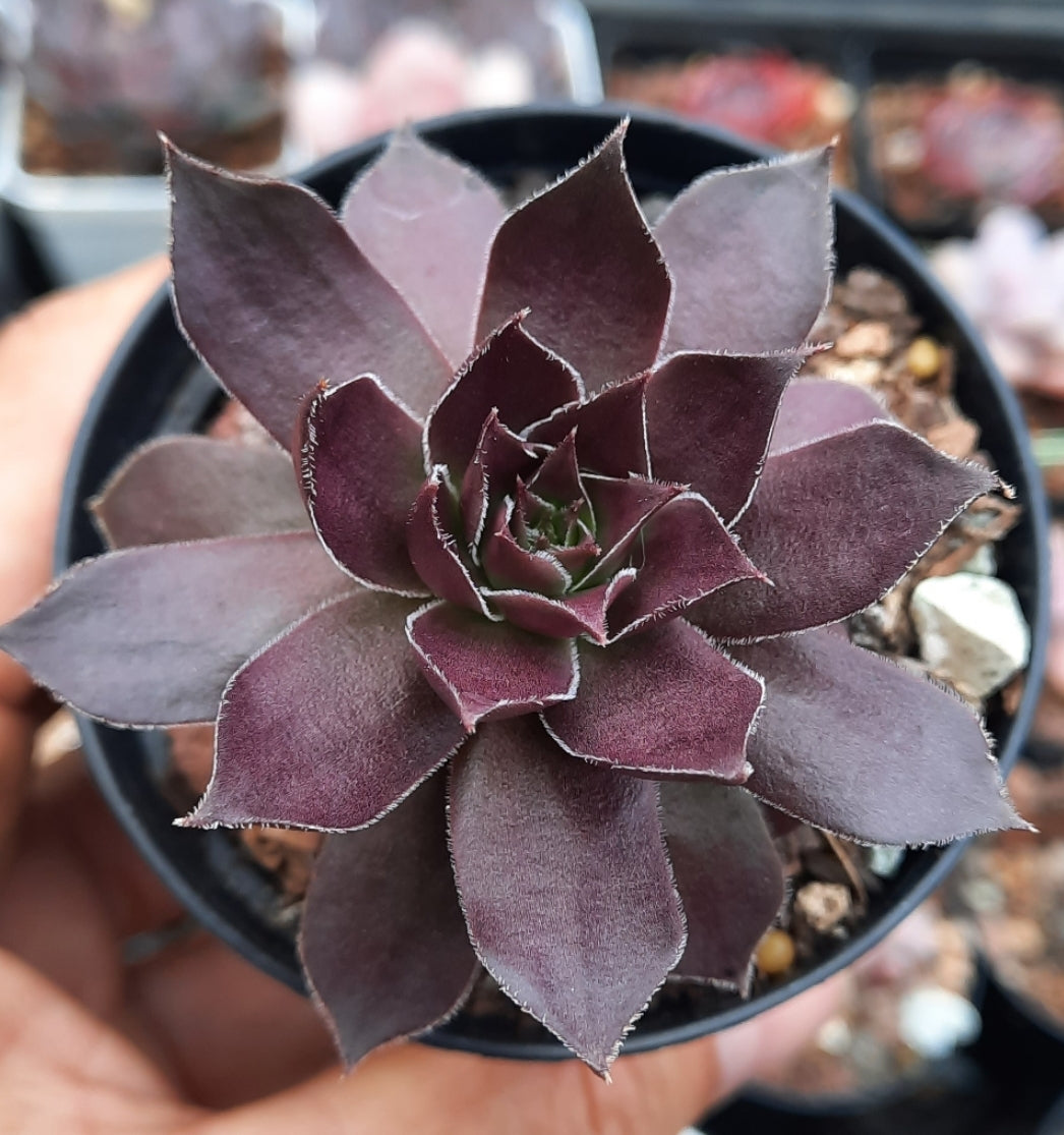 Sempervivum Chocolate Kiss センペルビブム属  巧克力親吻 (Claire Shop Australia Succulents