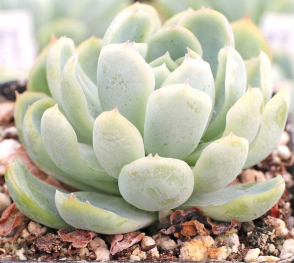 Echeveria Elegans ‘Mexican Snowball’ 墨西哥雪球 (Claire Shop Australia Succulents)