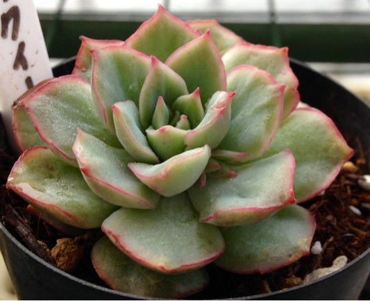 Echeveria California queen
カリフォルニアクイーン 織棉 Claire Shop Australia Succulents