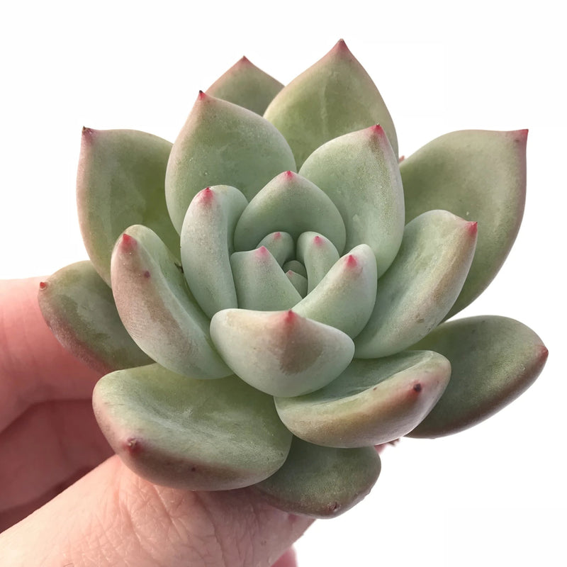 Echeveria white Champagne 白香檳 Claire Shop Australis Succulents