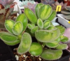 Cotyledon Tomentosa - Bears Paw Yellow Variegated 黃熊 Succulents